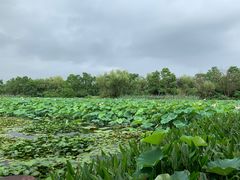 -长兴太湖图影湿地文化园