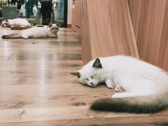 -袖虎·猫馆(体育西路店)