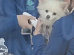 -谐和贝康宠物医院24小时·宠保定点(急重症转诊中心)