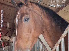 -月河湾马术俱乐部(朝阳店)