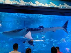 -烟台海昌鲸鲨海洋公园