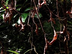 -南宁良凤江国家森林公园