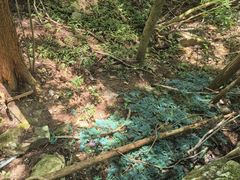 -天目山大树王景区