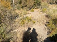 -金塔沙漠胡杨林景区