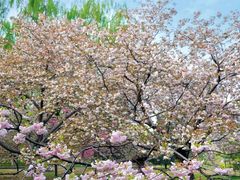 -莲花池公园