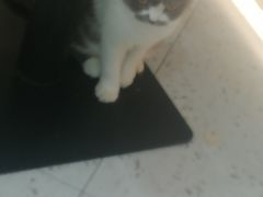 -喵园·猫主题咖啡厅·撸猫·猫咖(国贸店)