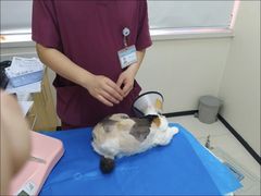 -美联众合动物医院·24h京西诊疗中心