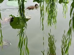 -团结湖公园