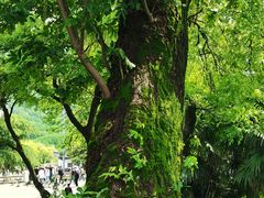 -句容茅山景区