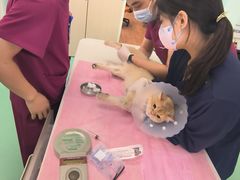 -北京观赏动物医院·24小时大型综合·猫专科·异宠专科