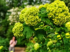 -上海共青森林公园