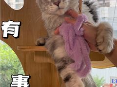 -十年猫舍·猫咪专门店(普陀店)