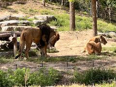-北京野生动物园