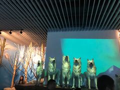 -芜湖新华联大白鲸海洋公园