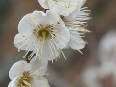 -广州市流溪河国家森林公园