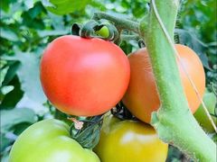 -庞各庄翠芳园西瓜蔬菜基地采摘园