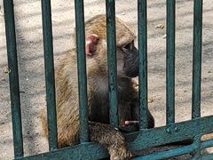 -秦皇岛野生动物园