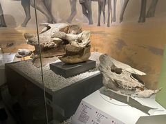 -国家自然博物馆