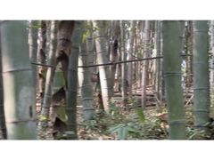 -杭州半山国家森林公园