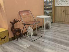 -BABIT巴比特宠物(MOMOPARK店)