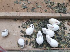 -石家庄市动物园