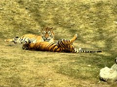 -北京野生动物园