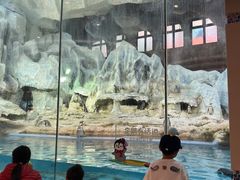 -帝企鹅自助餐厅•儿童岛•真企鹅(长隆企鹅酒店)