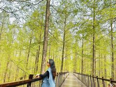 -黄海国家森林公园