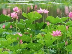 -东郊湿地公园