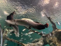 -上海海洋水族馆