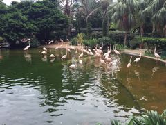 iphone_upload_pic-九龙公园