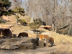 -北京野生动物园