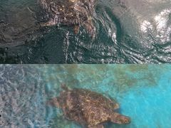 -广东惠东海龟国家级自然保护区