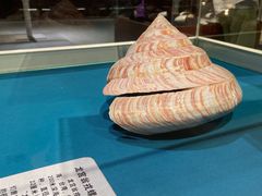 -青岛贝壳博物馆