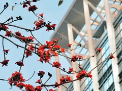 -深圳国际园林花卉博览园