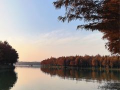 -合肥滨湖国家森林公园