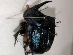 -上海昆虫博物馆