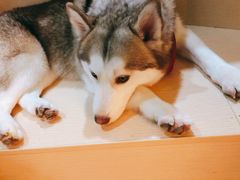 -Husky Go! 哈士奇体验馆·宠物咖啡厅狗咖