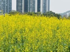 -光明小镇欢乐田园