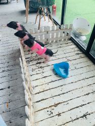 -小蜜蜂农场(凯德七宝购物广场店)