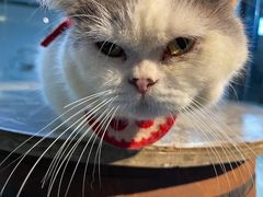 -more than meow吴止猫主题餐厅(承德 中船汇店)