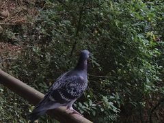 -平湖九龙山旅游度假区