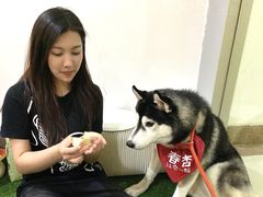 -Husky Go! 哈士奇体验馆·宠物咖啡厅狗咖