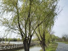 -盐城丹顶鹤湿地生态旅游区
