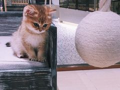 -momokira米努特·德文卷毛猫·棉花面纱犬