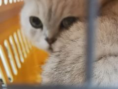 -安安宠医宠物医院·异宠·犬猫内科(岳阳分院)