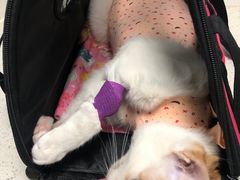 -纳吉亚猫专科动物诊疗中心(蒋宅口分院)