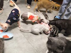 -团子家猫咪猫咖馆·柯基·柯尔鸭