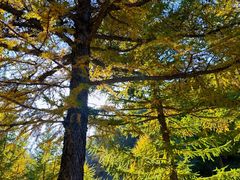 -苏木山森林公园