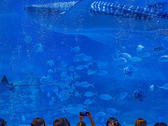 -烟台海昌鲸鲨海洋公园